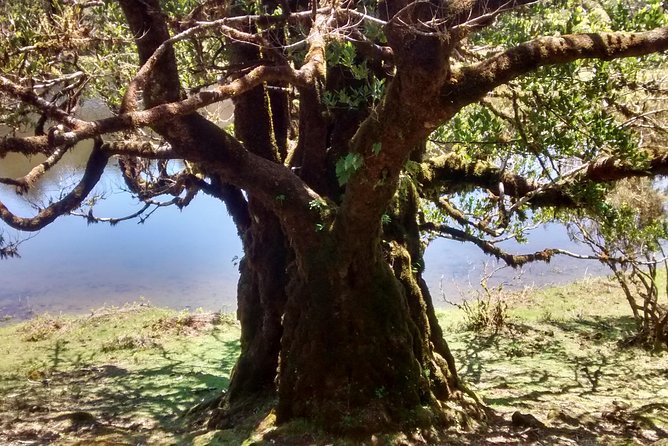 Fanal -Enchanted Forest - Who should book this (and who might skip it)