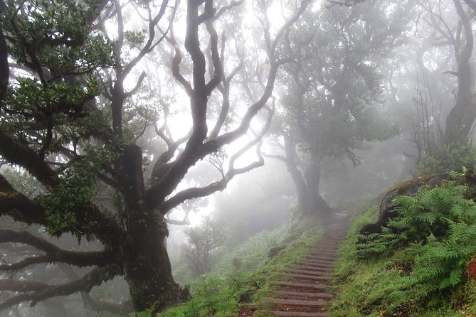 Fanal -Enchanted Forest - Entering the old-growth trees: what you will actually see