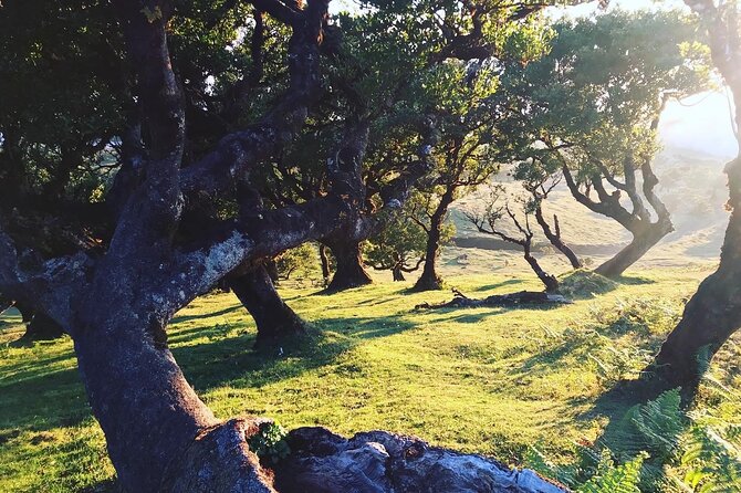 Fanal Forest Private Sunset Hike - Posto Florestal Fanal: Your Start Point Into a World of Old Trees
