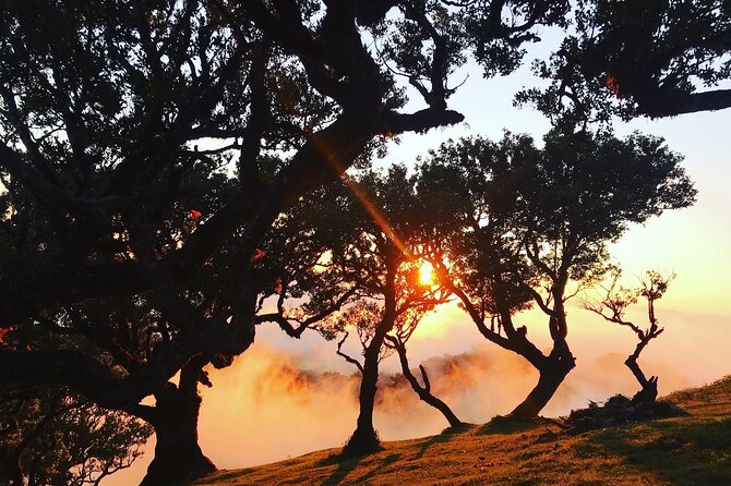Fanal Forest Private Sunset Hike - Paulo’s Style: Off-Trail Routes, Photo Stops, and Safety When Weather Turns