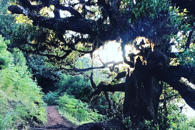 Fanal Forest Private Sunset Hike - Sunset Above the Clouds: What You Can Expect When Conditions Help