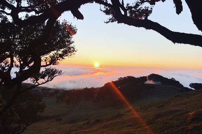 Fanal Forest Private Sunset Hike - What You’ll Learn as You Walk: Trees, Animals, and Madeiran Stories