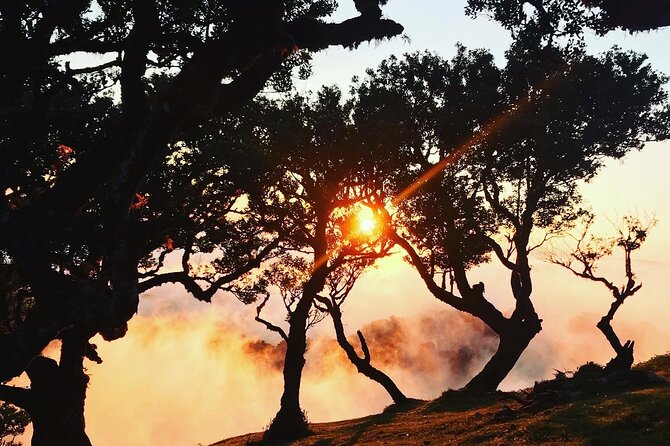 Fanal Forest Private Sunset Hike - The Forest Walk Itself: 7 km, Mostly Flat, and Built for Quiet