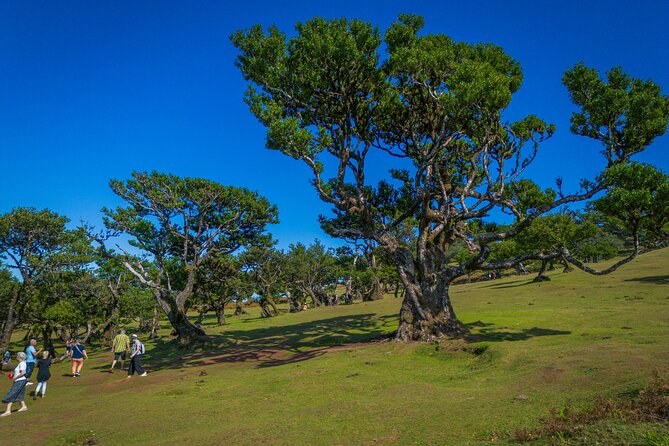 Fanal & Porto Moniz - West Madeira Tour - Fanal Forest around 1,300 meters: laurissilva quiet and old Madeira vibes