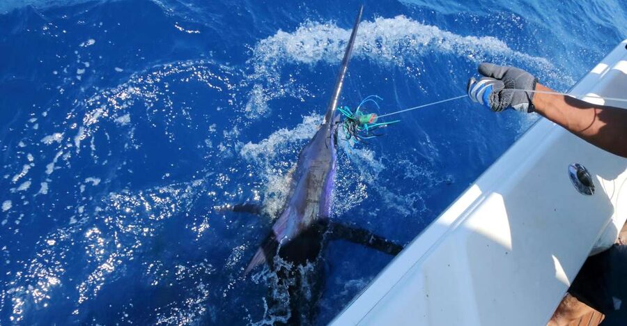 From Funchal : Big Game Fishing boat trip - Big Game Fishing Off Madeira: what you are really buying