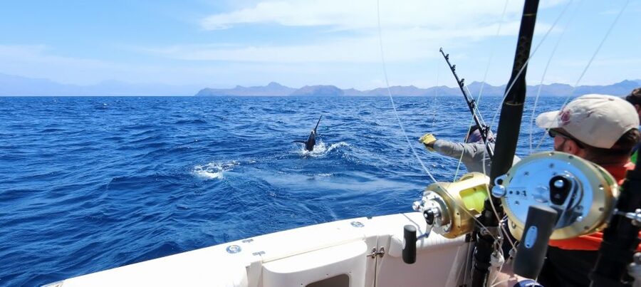 From Funchal : Big Game Fishing boat trip - Your captain and crew: how the instruction can make or break the day