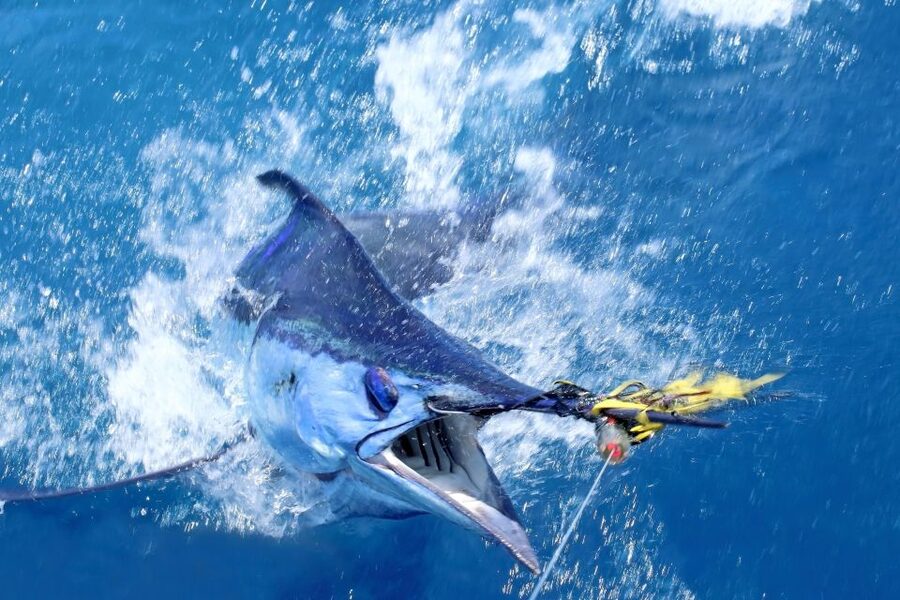 From Funchal : Big Game Fishing boat trip - The boat, the setup, and why it affects your odds