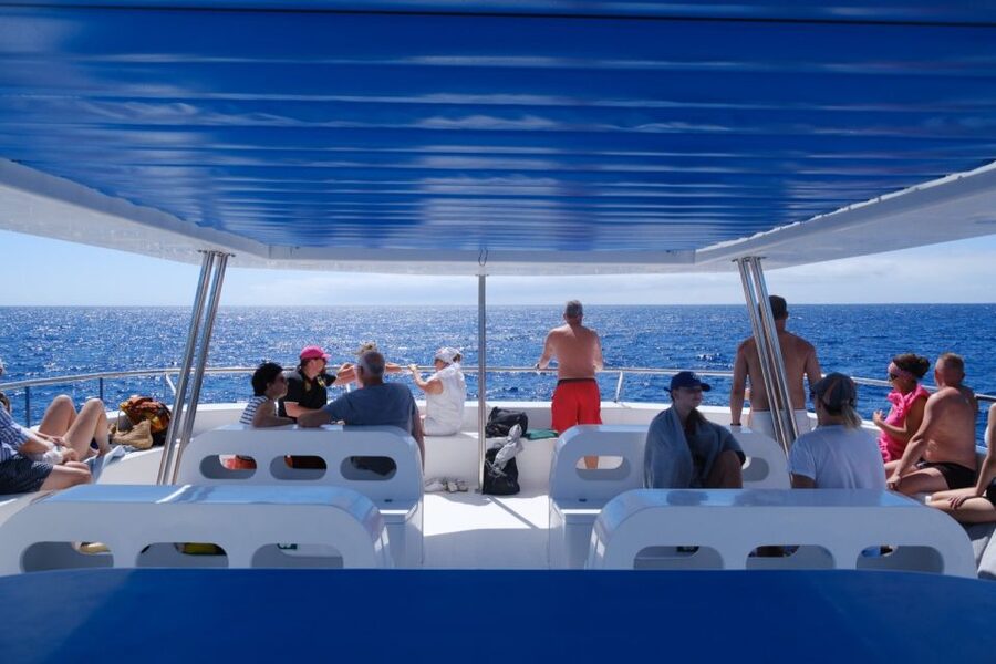 From Funchal: Ecological Catamaran Dolphin Whale Watching - Price and Value: Is This $40 Dolphin and Whale Tour Good Use of Your Madeira Time?