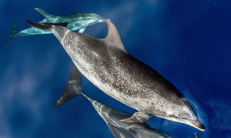 From Funchal: Ecological Catamaran Dolphin Whale Watching - Why This Dolphin and Whale Cruise Feels Different in Funchal