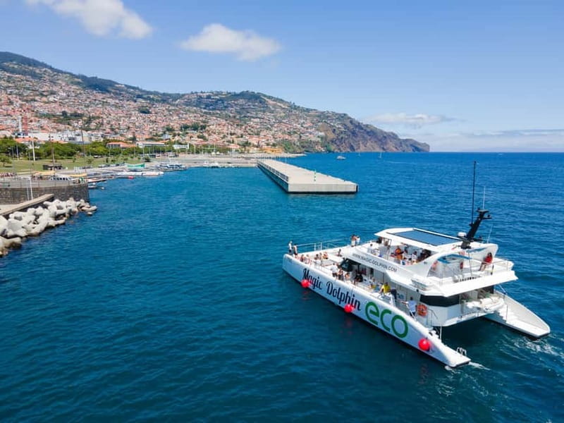 From Funchal: Ecological Catamaran Dolphin Whale Watching - The Return Cruise Along the South Coast: Cliffs, Fishing Boats, and Film-Set Views