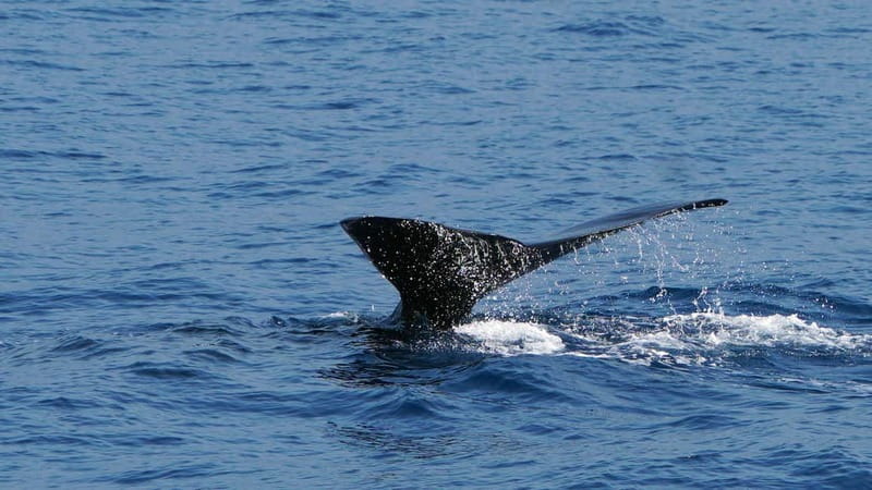 From Funchal: Ecological Catamaran Dolphin Whale Watching - Onboard Comfort, Bar Service, and What Makes the 2.5 to 3 Hours Feel Worth It