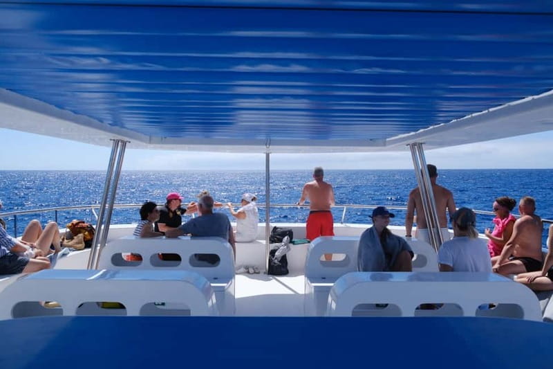 From Funchal: Ecological Catamaran Dolphin Whale Watching - Responsible Dolphin and Whale Watching That You Can Actually Feel