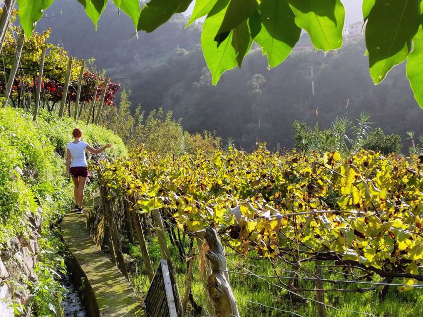 From Funchal: Full-Day Madeira Wine Tour with Lunch - Why this Madeira wine tour feels more like the island than a wine run
