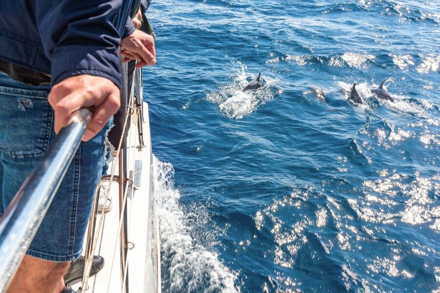 From Funchal: Madeira Dolphin and Whale Watching Tour - Key Highlights You Will Actually Care About