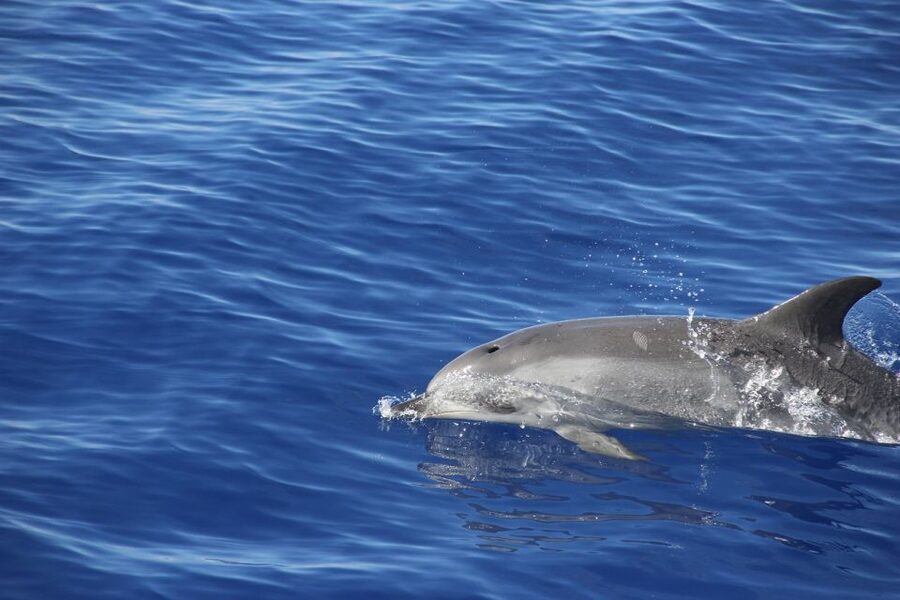 From Funchal: Madeira Dolphin and Whale Watching Tour - Should You Book VMT Madeira’s Dolphin and Whale Watching Tour?