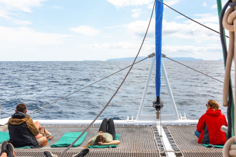 From Funchal: Madeira Dolphin and Whale Watching Tour - What the Tour Gets Right About Wildlife Watching