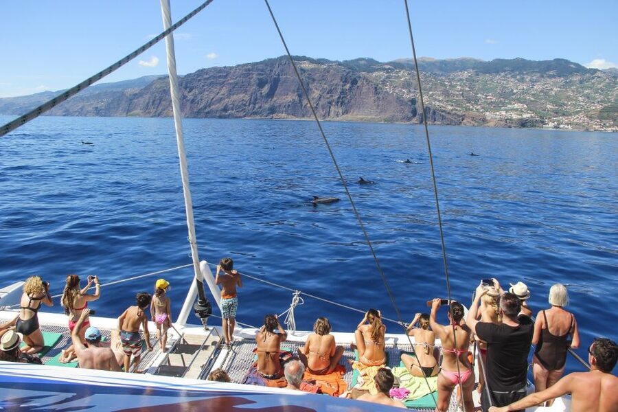 From Funchal: Madeira Dolphin and Whale Watching Tour - Practical Stuff to Pack and Expect