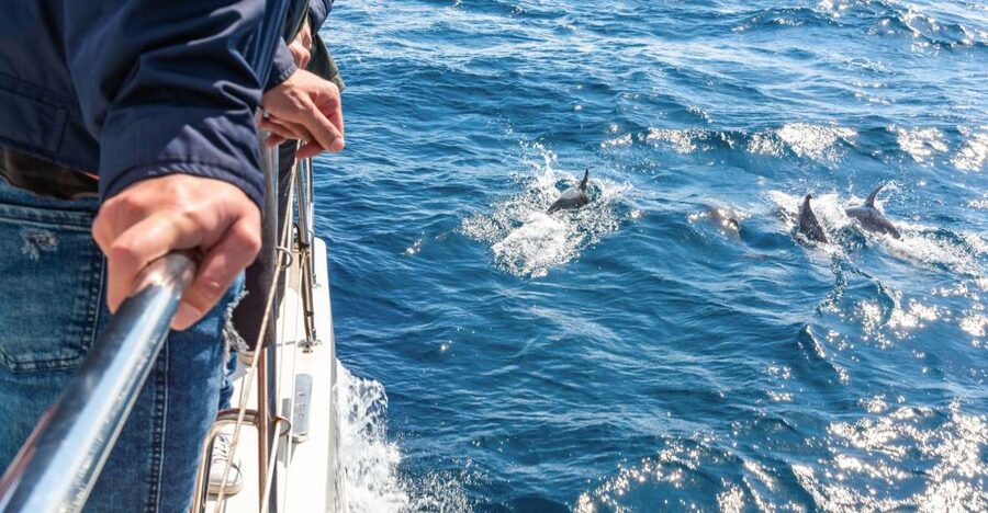 From Funchal: Madeira Dolphin and Whale Watching Tour - Price and Value: Is $47 for 3 Hours a Smart Deal?