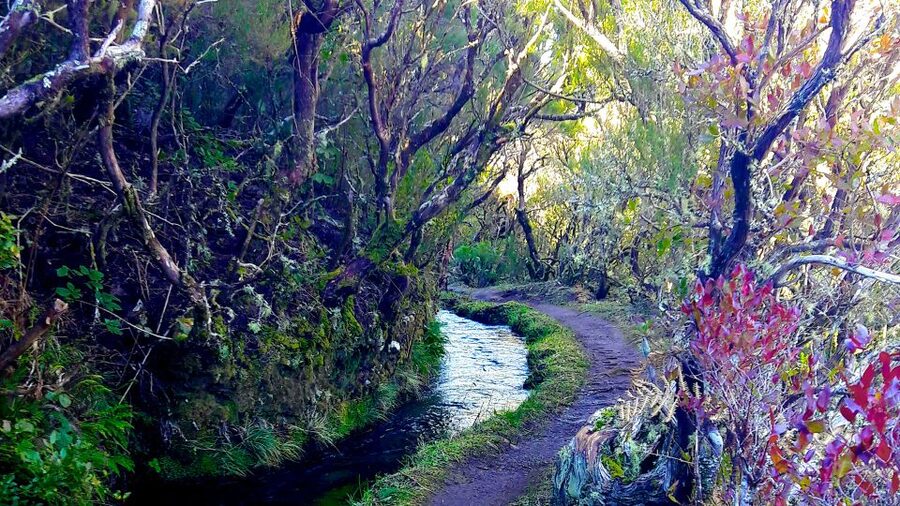 From Funchal: Madeira Lakes Levada Guided Hike - Levada Magic: Why This Walk Feels Different Than a Standard Hike