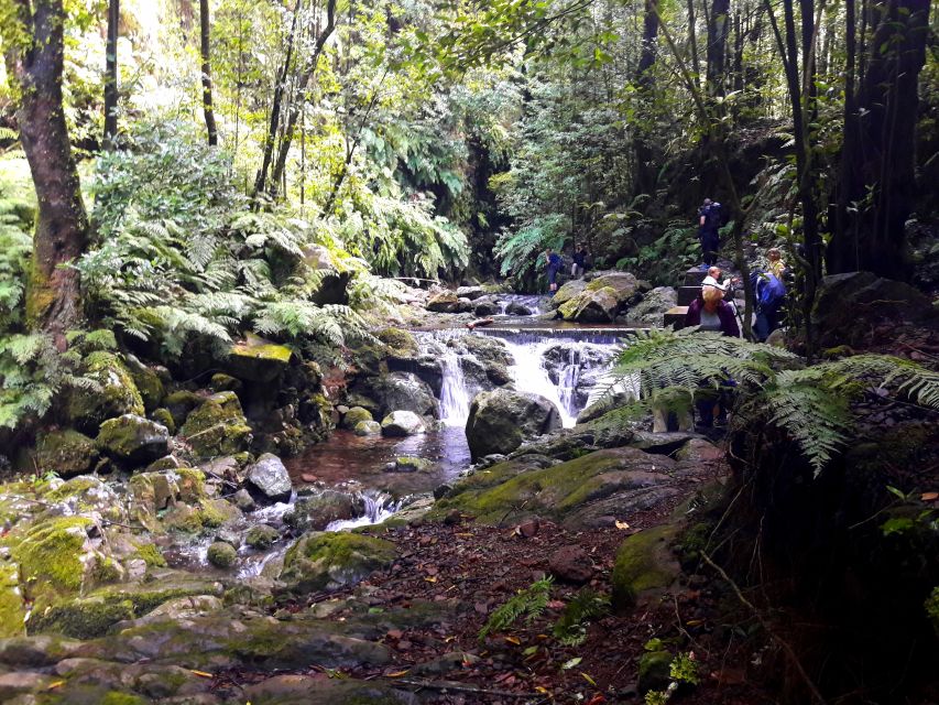 From Funchal: São Jorge Valleys Levada Walk - Rainforest Walking Plus Medicinal Plant Lessons