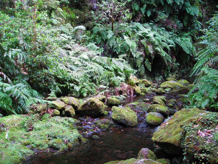 From Funchal: São Jorge Valleys Levada Walk - The Walk Itself: Following the Water Channel in the São Jorge Valleys