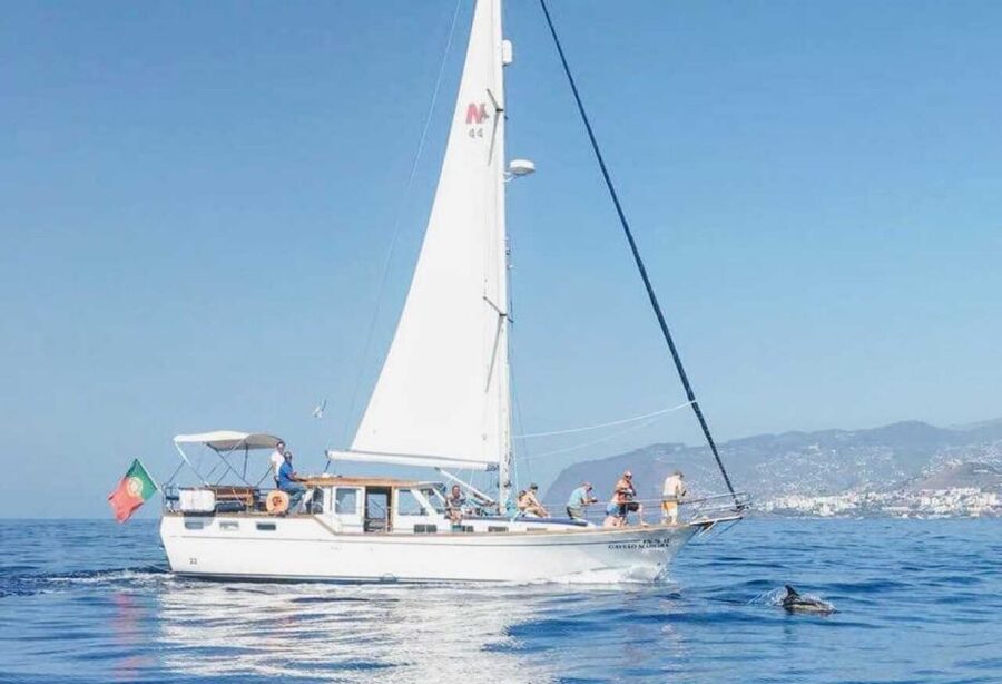 From Funchal: West Bays Sailing Tour with Lunch - Wildlife Search Up To 3 Miles Offshore: What You’re Looking For