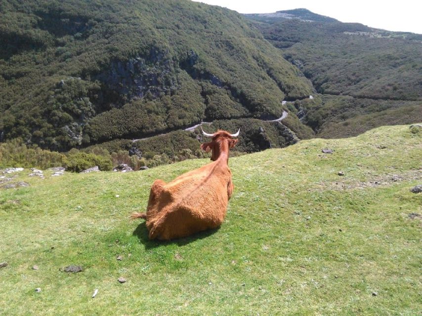 From Funchal: West Madeira and Laurel Forest Day Trip - Cabo Girão sea cliff: the views do the talking, skywalk is optional
