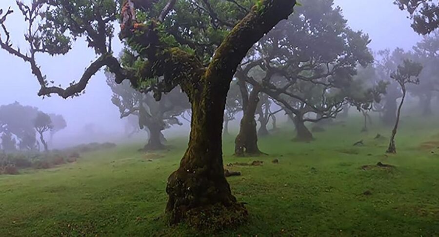 From Funchal: West Madeira Waterfalls and Fanal Forest Tour - Key Things I’d Prioritize on This West Madeira Day