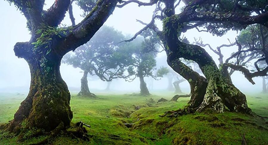 From Funchal: West Madeira Waterfalls and Fanal Forest Tour - A Full Day of West Madeira Scenery, Built for First-Timers
