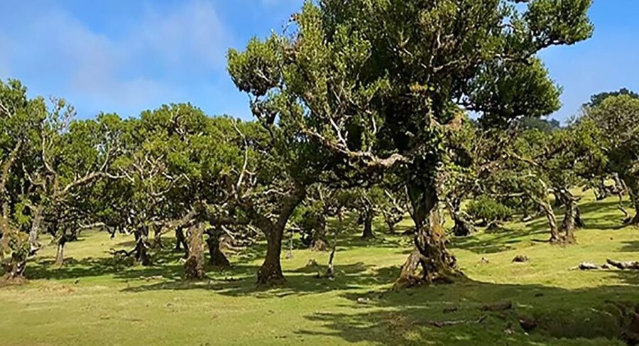 From Funchal: West Madeira Waterfalls and Fanal Forest Tour - Serra de Água Finishing Drive: Mountain Scenery as the Grand Finale
