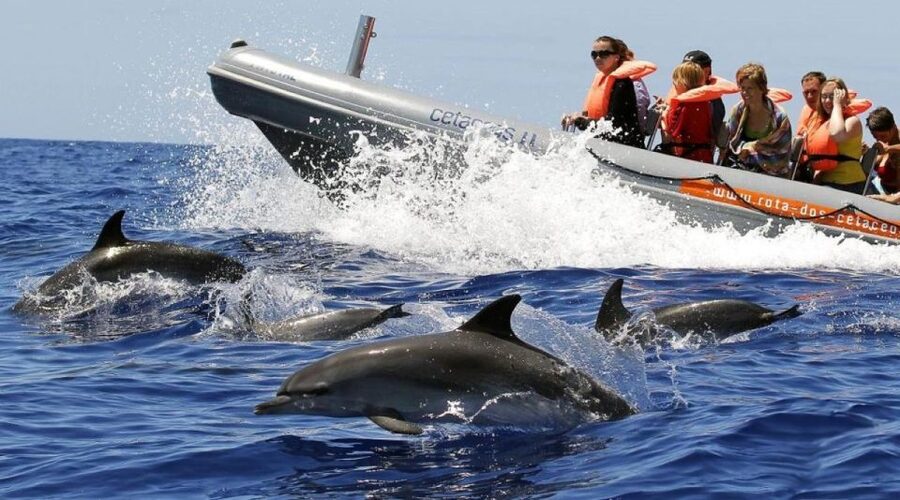 From Funchal: Whale and Dolphin Watching - Rota dos Cetáceos From Funchal, the Small-Boat Setup That Changes Everything