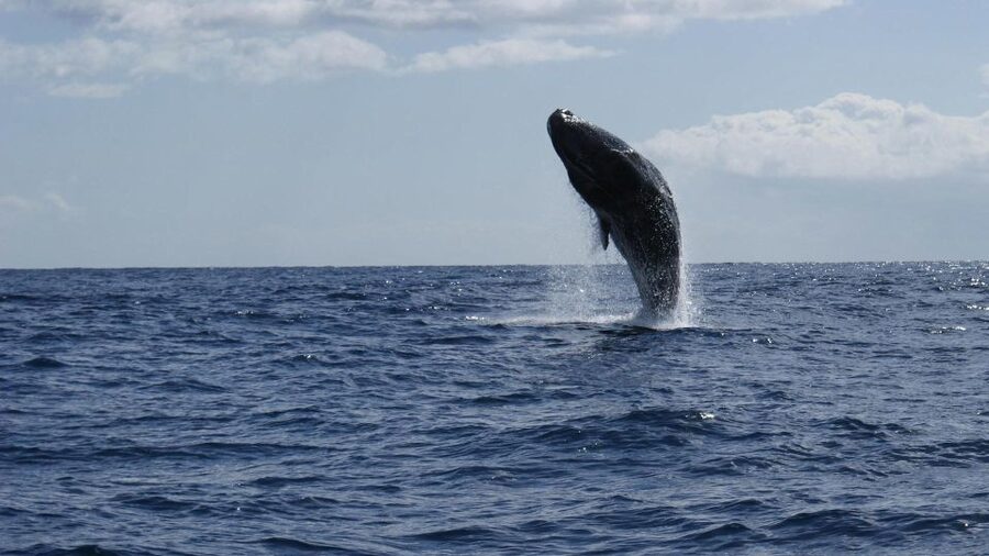From Funchal: Whale and Dolphin Watching - Should You Book Rota dos Cetáceos Whale and Dolphin Watching?