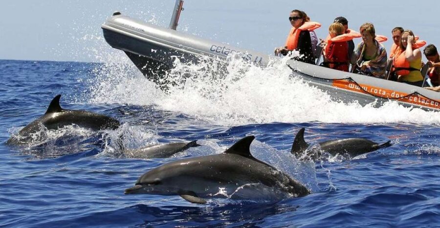 From Funchal: Whale and Dolphin Watching - What You Might See: Pilot Whales, Sperm Whales, and Several Dolphin Species