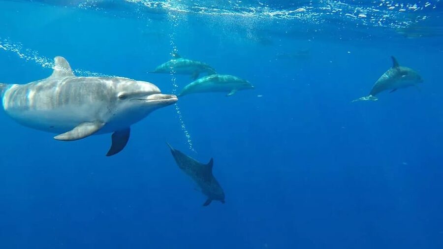From Funchal: Whale and Dolphin Watching - Safety and Comfort on a Speedboat Day, What to Expect in Choppy Seas