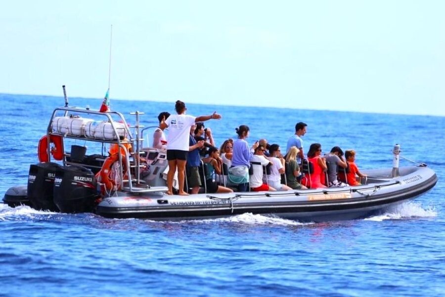 From Funchal: Whale and Dolphin Watching - Price and Value: What About $56 Buys You in Madeira