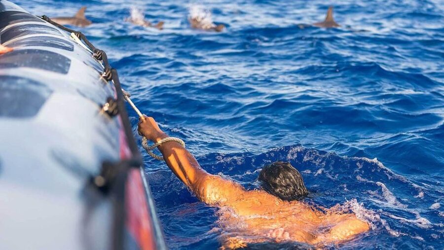From Funchal: Whale and Dolphin Watching - Who This Tour Suits Best, and Who Should Reconsider