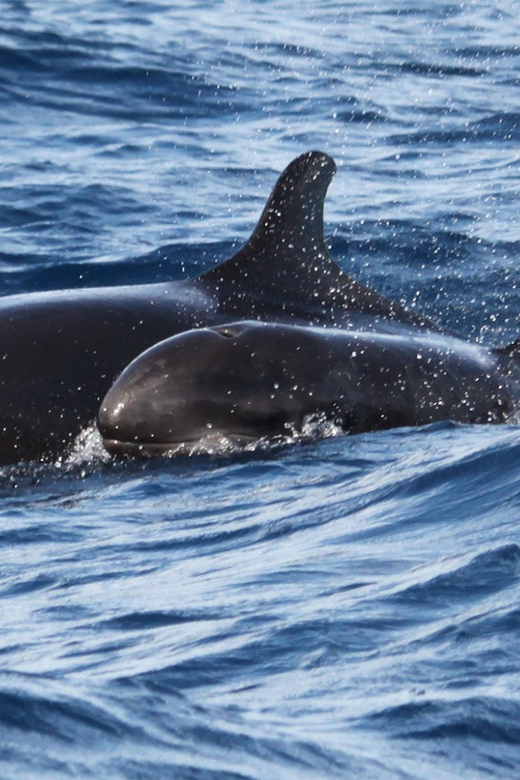 From Funchal: Whales and Dolphin Adventure Tour - What you should realistically expect to spot in Madeira waters