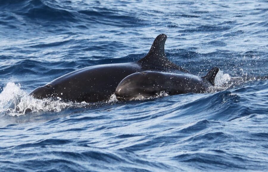 From Funchal: Whales and Dolphin Adventure Tour - Swimming with dolphins: the fun part, and how to prepare for the real conditions