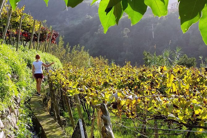 Full-Day Madeira Wine Tasting Tour with Lunch - A day built around Madeira wine, not just wine tasting