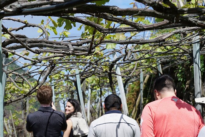 Full-Day Madeira Wine Tasting Tour with Lunch - The winery time: table wine vs Madeira, and why that matters