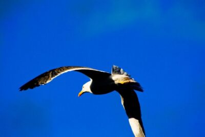 Full Day Ponta de São Lourenço – Natural Reserve
