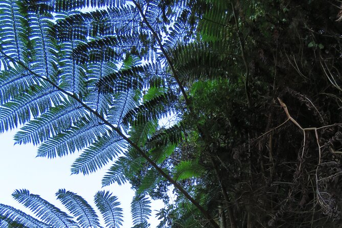 Full Day Private 4x4 Adventure in Madeira - Ponta do Sol, Jardim do Mar, and Paul do Mar: the coast with different moods