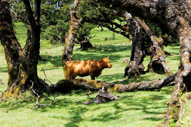 Full Day Private 4x4 Tour in West Madeira with Local Guide - Porto Moniz natural swimming pools and the promenade with aquarium and fortress vibes