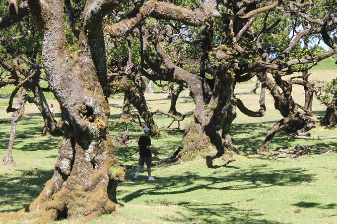 Full-Day Small Group Jeep Safari Tour from Funchal - Pickup at 8:30 am: The Easy Start That Saves Your Day