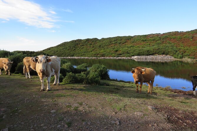Full Day Tour in 4x4 Jeep to Porto Moniz and Fanal - Ribeira da Janela: north coast character with multiple lookouts