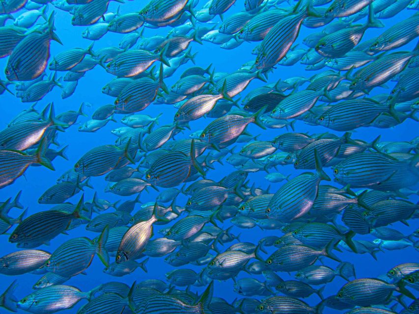Funchal: Advanced Scuba Diving Afonso Cerqueira Wreck - Exploring the Afonso Cerqueira Inside: Engine Room, Cafeteria, Captain’s Deck