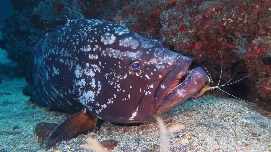 Funchal: Advanced Scuba Diving Afonso Cerqueira Wreck - Training Value: Advanced Requirements and Skill Practice