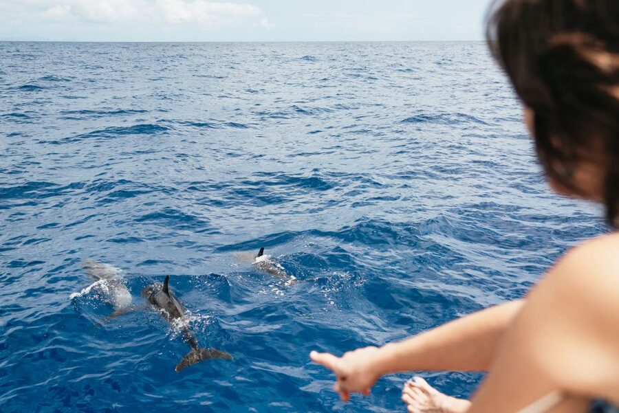 Funchal Bay: Dolphin & Whale Watch Luxury Catamaran Cruise - Cabo Girão cliff stop: 580 meters above, snorkel and swim where the action is