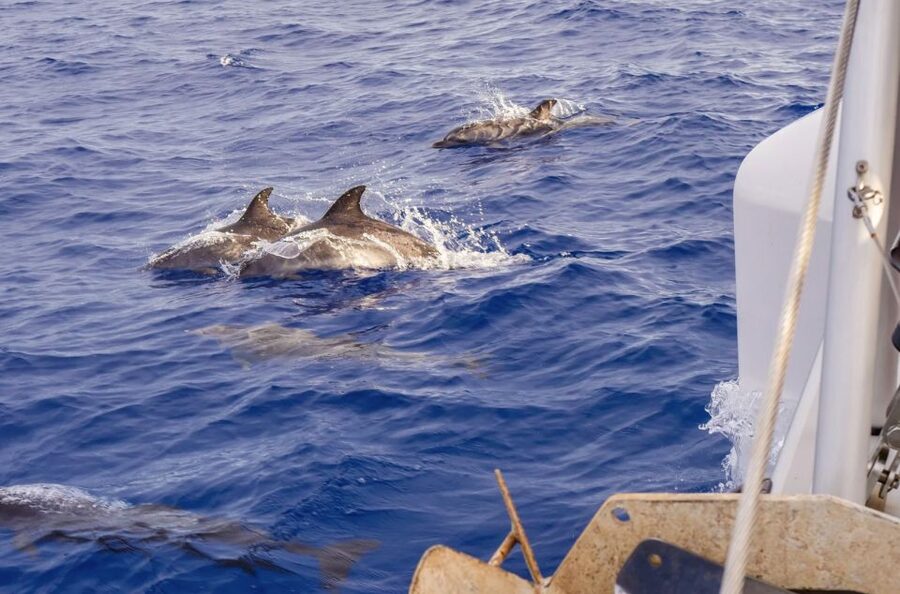 Funchal Bay: Dolphin & Whale Watch Luxury Catamaran Cruise - Back to Funchal: leisurely return along Madeira’s coastline views