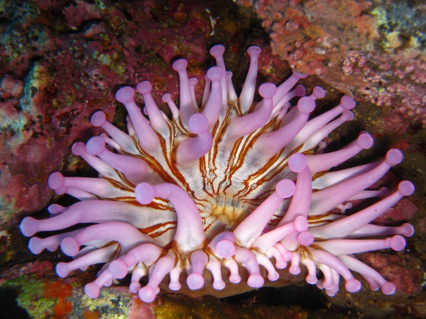Funchal: Certified Scuba Diving, Guided Tour - A calm shore entry, plus that underwater scooter moment